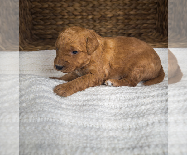 Medium Photo #6 Bernedoodle (Miniature) Puppy For Sale in UNIONVILLE, IA, USA