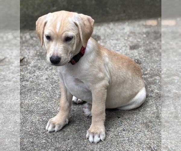 Medium Photo #2 Labrador Retriever-Unknown Mix Puppy For Sale in Mechanicsburg, PA, USA