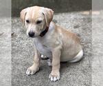 Small #1 Labrador Retriever Mix