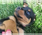 Small Photo #27 Rottweiler Puppy For Sale in OAK GLEN, CA, USA