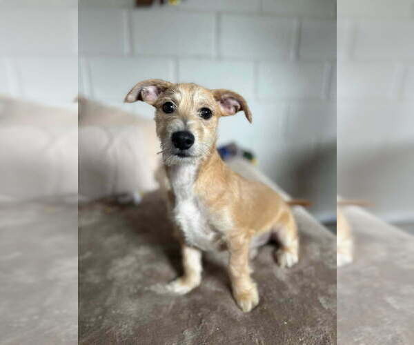 Medium Photo #7 Mutt Puppy For Sale in San Leon, TX, USA