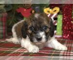 Small #1 Cavachon-Poodle (Miniature) Mix