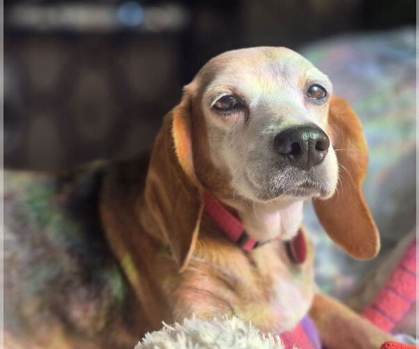 Medium Photo #1 Beagle Puppy For Sale in Cary, NC, USA