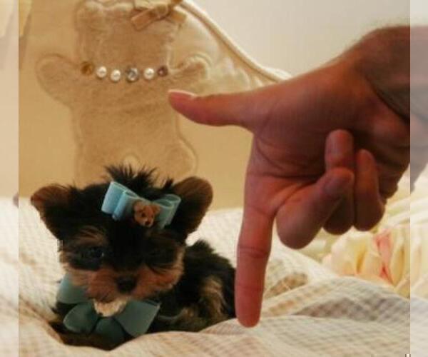 Medium Photo #6 Yorkshire Terrier Puppy For Sale in BEVERLY HILLS, CA, USA