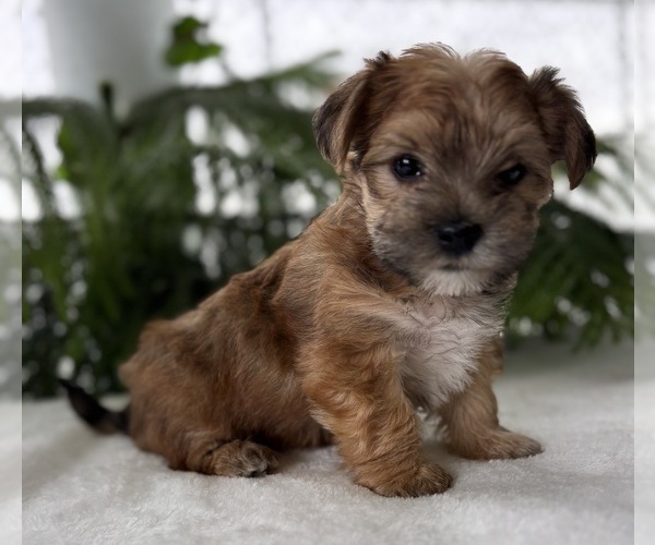 Medium Photo #3 Morkie Puppy For Sale in ROCK STREAM, NY, USA