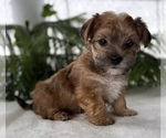 Small #2 Morkie