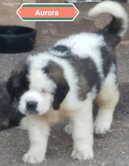 Saint Bernard Puppy for sale in DELTA JUNCTION, AK, USA