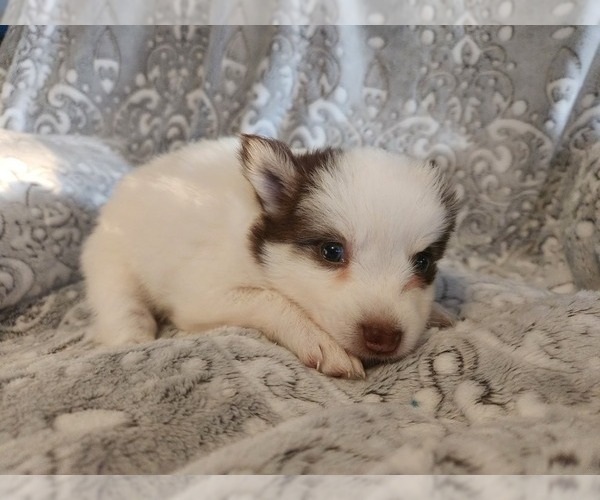 Medium Photo #23 Pomsky Puppy For Sale in DALLAS, NC, USA