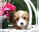 Small #5 Cavapoo