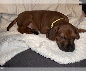 Rhodesian Ridgeback Puppy for sale in MURFREESBORO, TN, USA