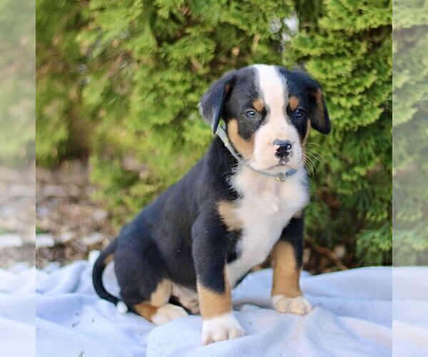 Medium Photo #5 Greater Swiss Mountain Dog Puppy For Sale in RONKS, PA, USA