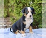 Small #4 Greater Swiss Mountain Dog