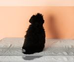 Small Photo #6 Miniature Bernedoodle-Poodle (Miniature) Mix Puppy For Sale in SHIPSHEWANA, IN, USA
