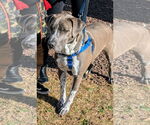 Small #27 American Pit Bull Terrier Mix