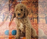Small Photo #1 Poodle (Standard) Puppy For Sale in ROCKY MOUNT, VA, USA