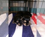 Small Photo #8 Yorkshire Terrier Puppy For Sale in DARLINGTON, MD, USA