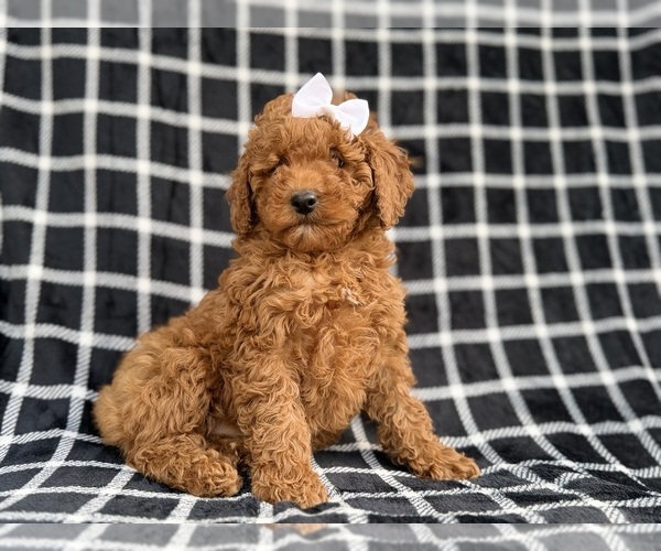 Medium Photo #3 Cock-A-Poo Puppy For Sale in LAKELAND, FL, USA