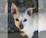 Small #5 Chihuahua Mix