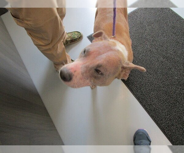 Medium Photo #1 American Pit Bull Terrier Puppy For Sale in Ocala, FL, USA