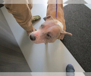 American Pit Bull Terrier Dogs for adoption in Ocala, FL, USA
