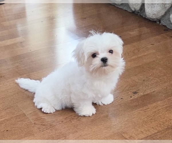 Medium Photo #3 Maltese Puppy For Sale in SANTA CLARITA, CA, USA