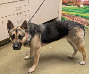 German Shepherd Dog-Unknown Mix Dogs for adoption in Moreno Valley, CA, USA