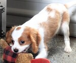 Puppy Puppy 2 Male Cavalier King Charles Spaniel