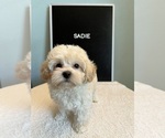 Puppy Sadie Maltipoo