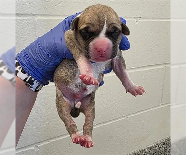 Medium Photo #1 American Staffordshire Terrier-Unknown Mix Puppy For Sale in Houston, TX, USA