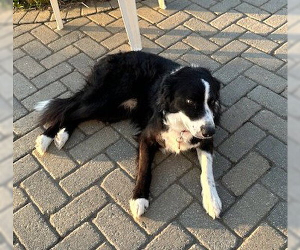 Medium Photo #3 Border Collie-Unknown Mix Puppy For Sale in Wakefield, RI, USA