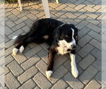 Small #2 Border Collie Mix