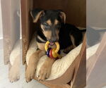 Small #1 Catahoula Leopard Dog-German Shepherd Dog Mix