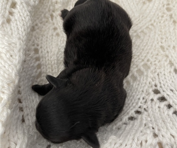 Medium Photo #9 ShihPoo Puppy For Sale in CLARE, MI, USA