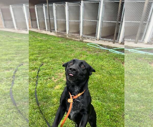 Medium Photo #2 Eurasier-Labrador Retriever Mix Puppy For Sale in Front Royal, VA, USA