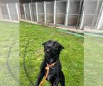 Small #1 Eurasier-Labrador Retriever Mix