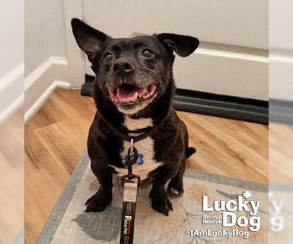 Medium Photo #5 Chihuahua-Unknown Mix Puppy For Sale in Washington, DC, USA