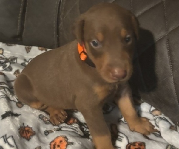 Medium Photo #1 Doberman Pinscher Puppy For Sale in GREENWOOD, SC, USA
