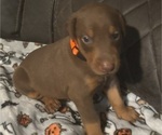 Puppy Puppy 4 Doberman Pinscher