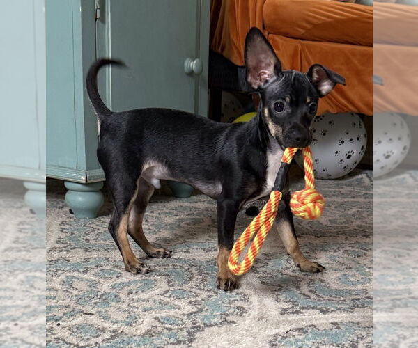 Medium Photo #1 Chihuahua Puppy For Sale in San Leon, TX, USA