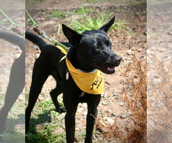 Medium Photo #6 Labrador Retriever-Unknown Mix Puppy For Sale in Westwood, NJ, USA