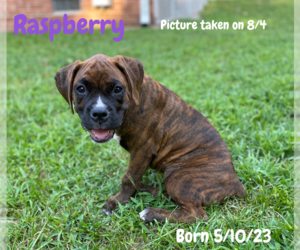 Boxer Puppy for sale in WEST COLUMBIA, SC, USA