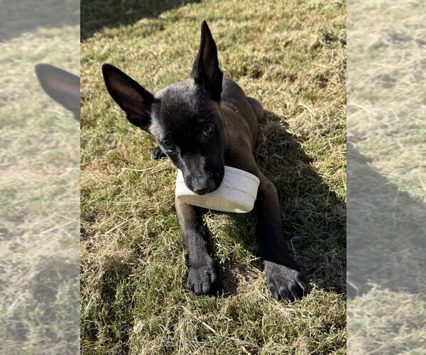 Medium Photo #1 Mutt Puppy For Sale in Imlay City, MI, USA
