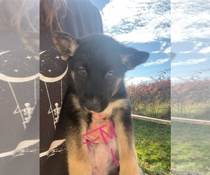 German Shepherd Dog-Siberian Husky Mix Puppy for sale in CROCKETT, VA, USA