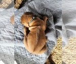 Small Photo #10 Rhodesian Ridgeback Puppy For Sale in LOCKHART, TX, USA