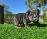 Small #1 English Bulldog