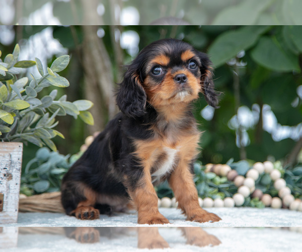Medium Photo #10 Cavalier King Charles Spaniel Puppy For Sale in SALEM, IN, USA