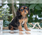 Small #3 Cavalier King Charles Spaniel
