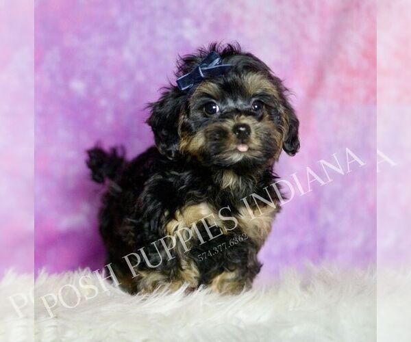 Medium Photo #4 Morkie Puppy For Sale in WARSAW, IN, USA