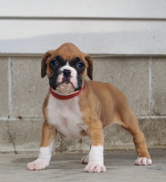 Medium Photo #1 Boxer Puppy For Sale in NAPPANEE, IN, USA