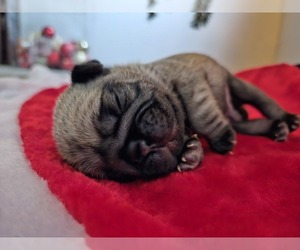 Pug Puppy for sale in HARRISBURG, SD, USA
